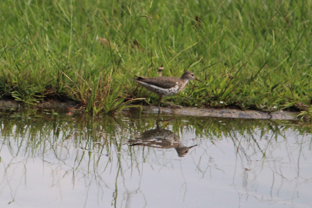 Spotted Sandpiper - ML115591521