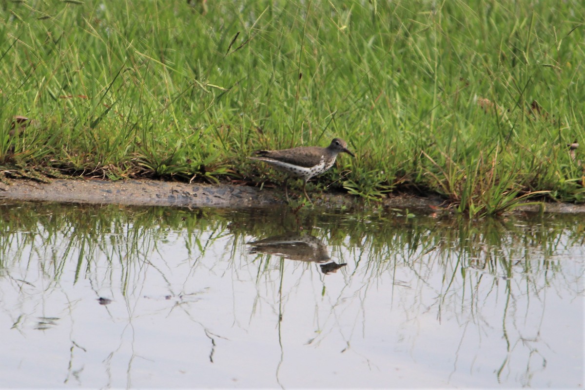 Spotted Sandpiper - ML115591531