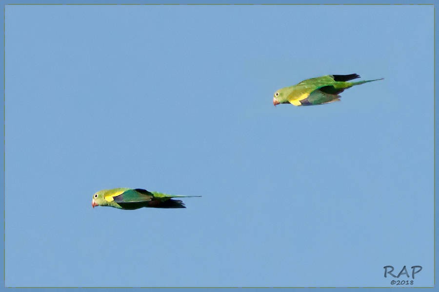 Yellow-chevroned Parakeet - ML115591561