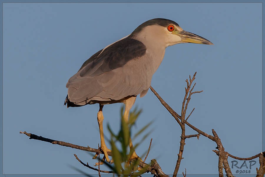 Black-crowned Night Heron - ML115591701