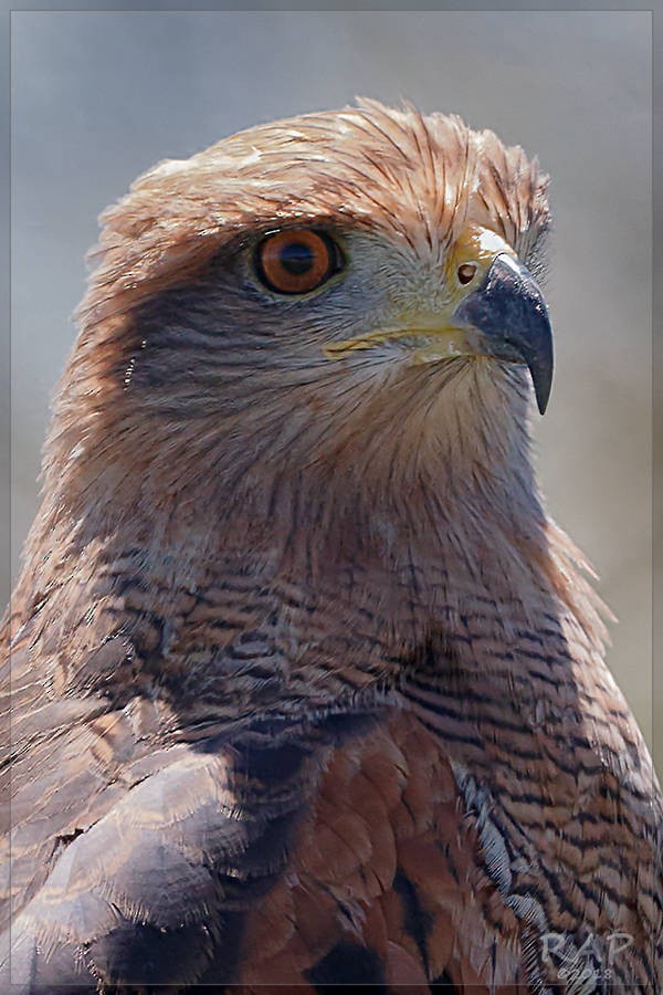 Savanna Hawk - ML115591771