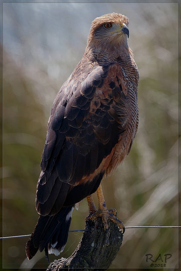 Savanna Hawk - ML115591781