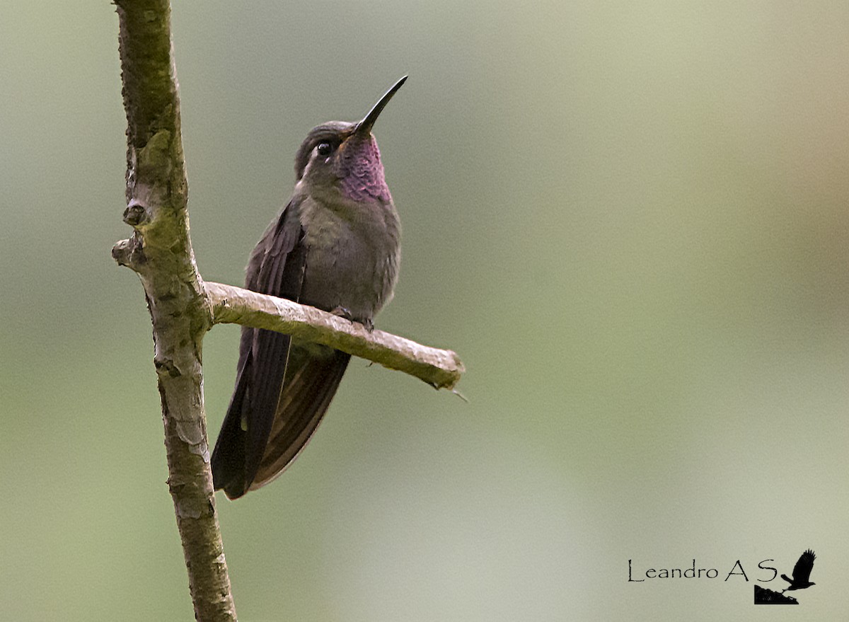 Amethyst-throated Mountain-gem - Leandro Arias