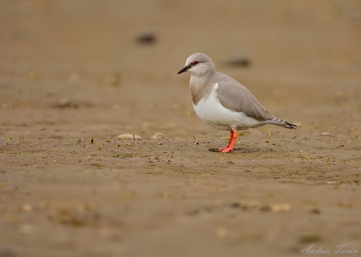 Magellanic Plover - ML115592621