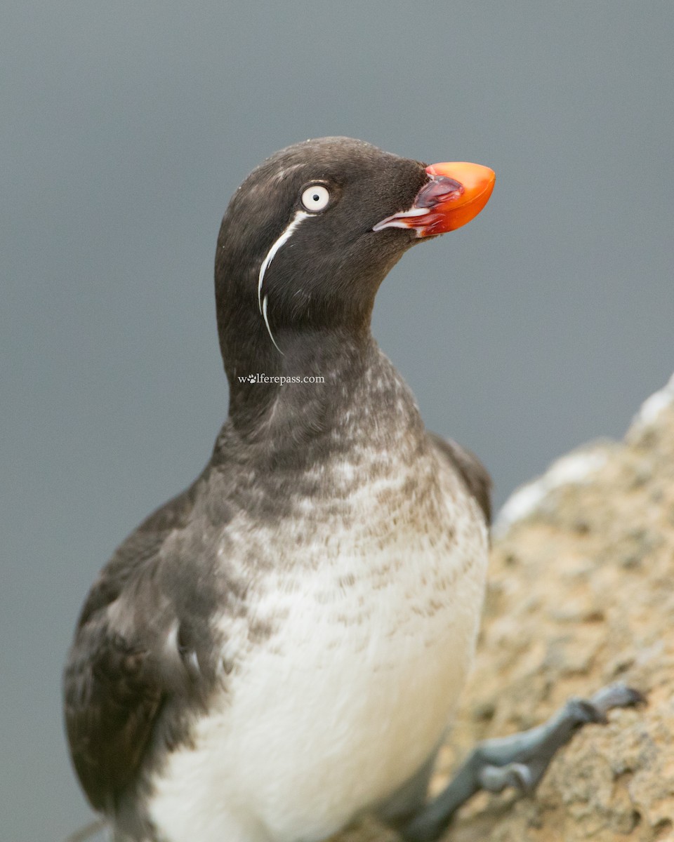 Parakeet Auklet - ML115592901