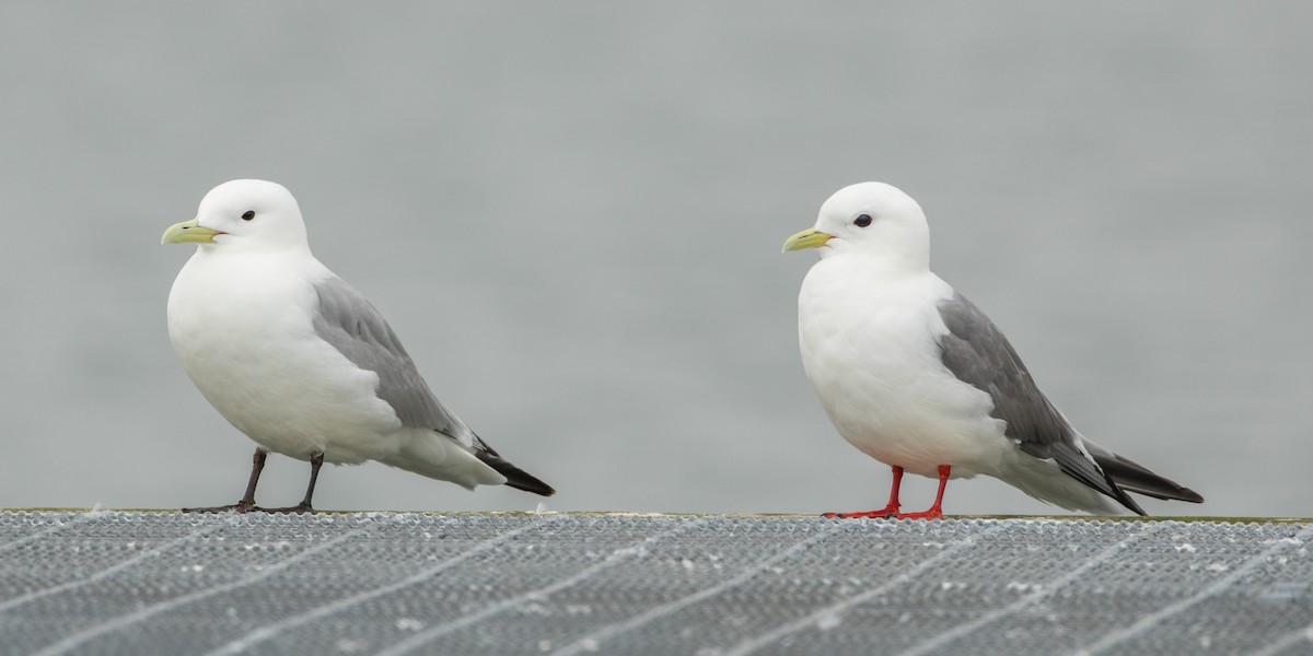 Red-legged Kittiwake - ML115592921