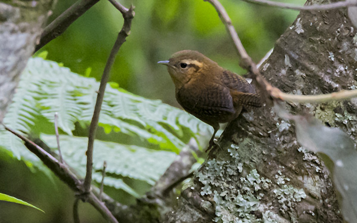 Rufous-browed Wren - ML115592941