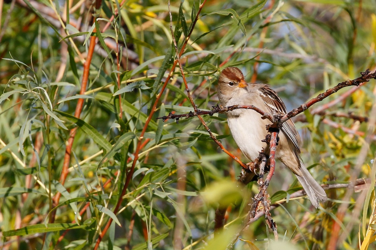 White-crowned Sparrow - Dan Ellison