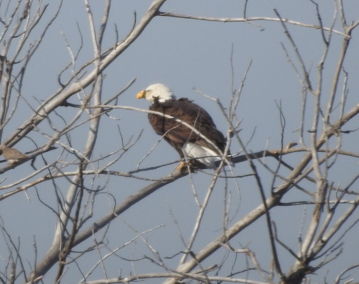 Weißkopf-Seeadler - ML115594501