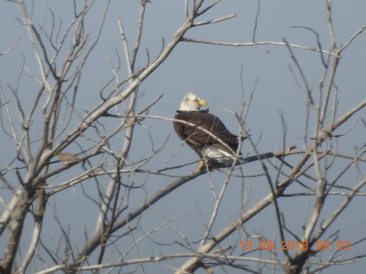 Weißkopf-Seeadler - ML115594511