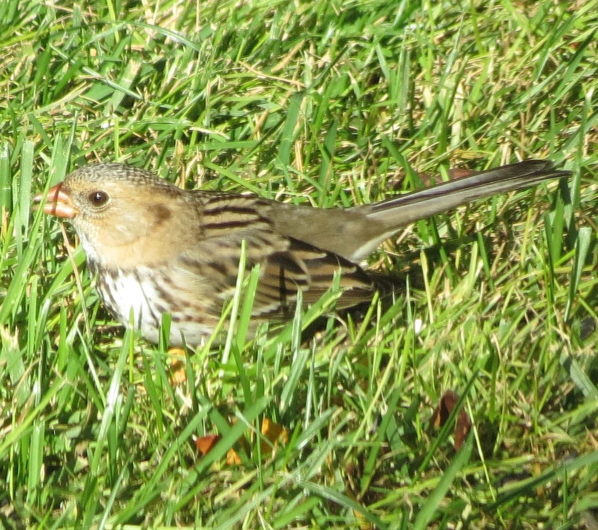 Harris's Sparrow - ML115594621