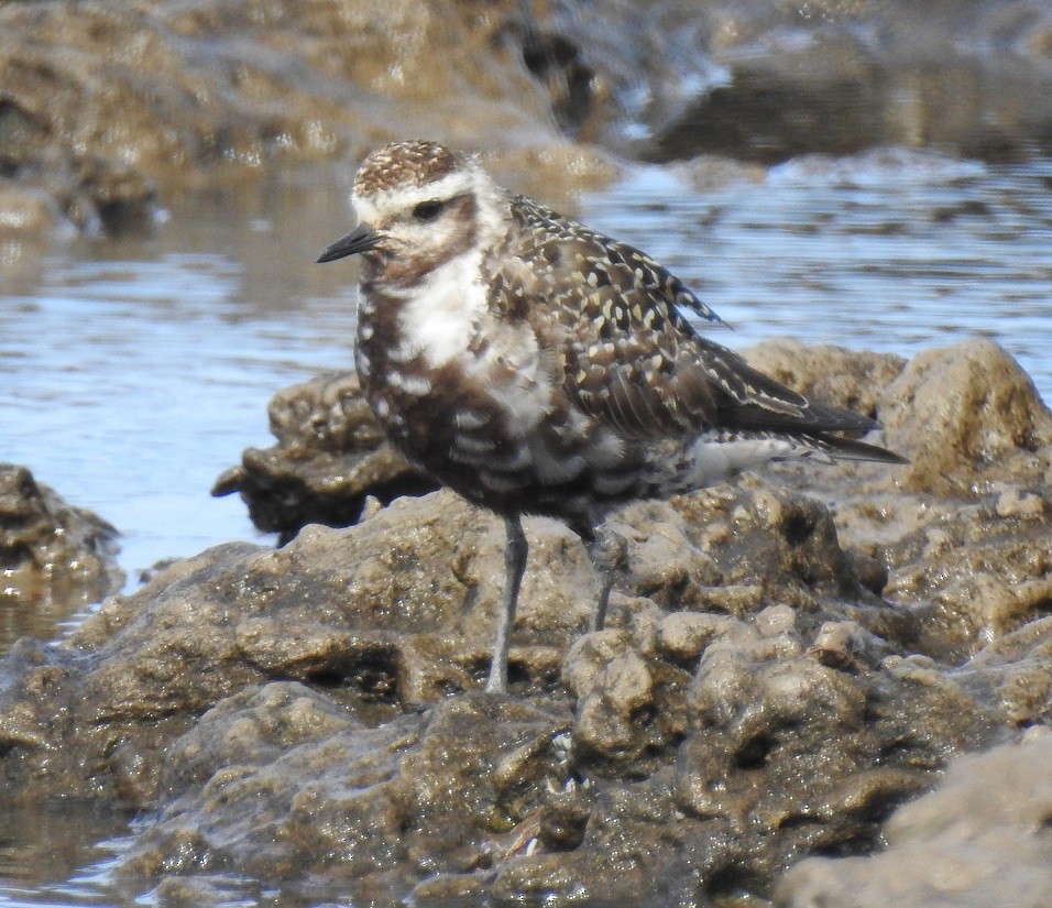 American Golden-Plover - ML115596121