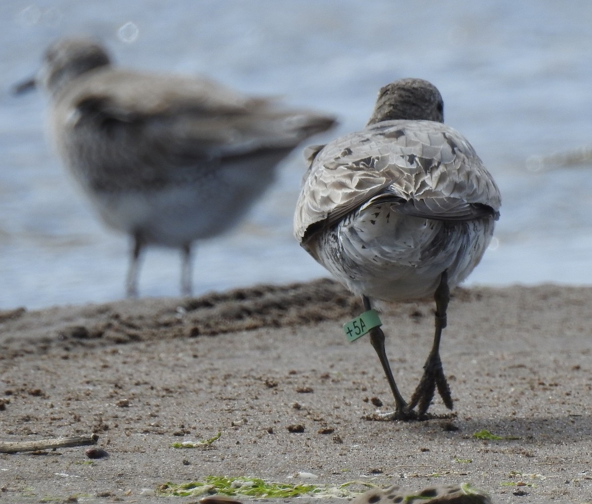 Red Knot - ML115596201