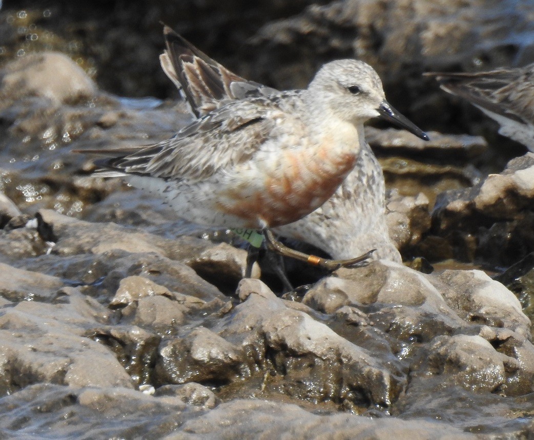 Red Knot - ML115596221