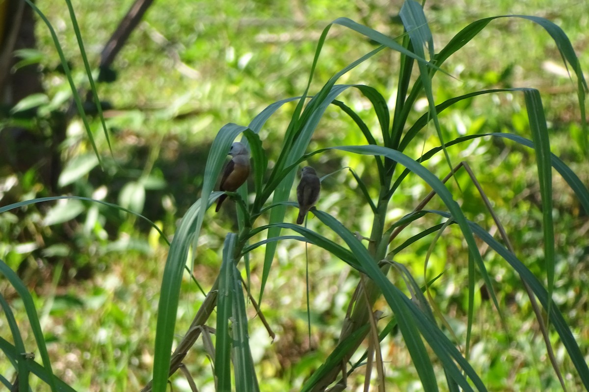 Pale-headed Munia - Martin Vlk Mrňous