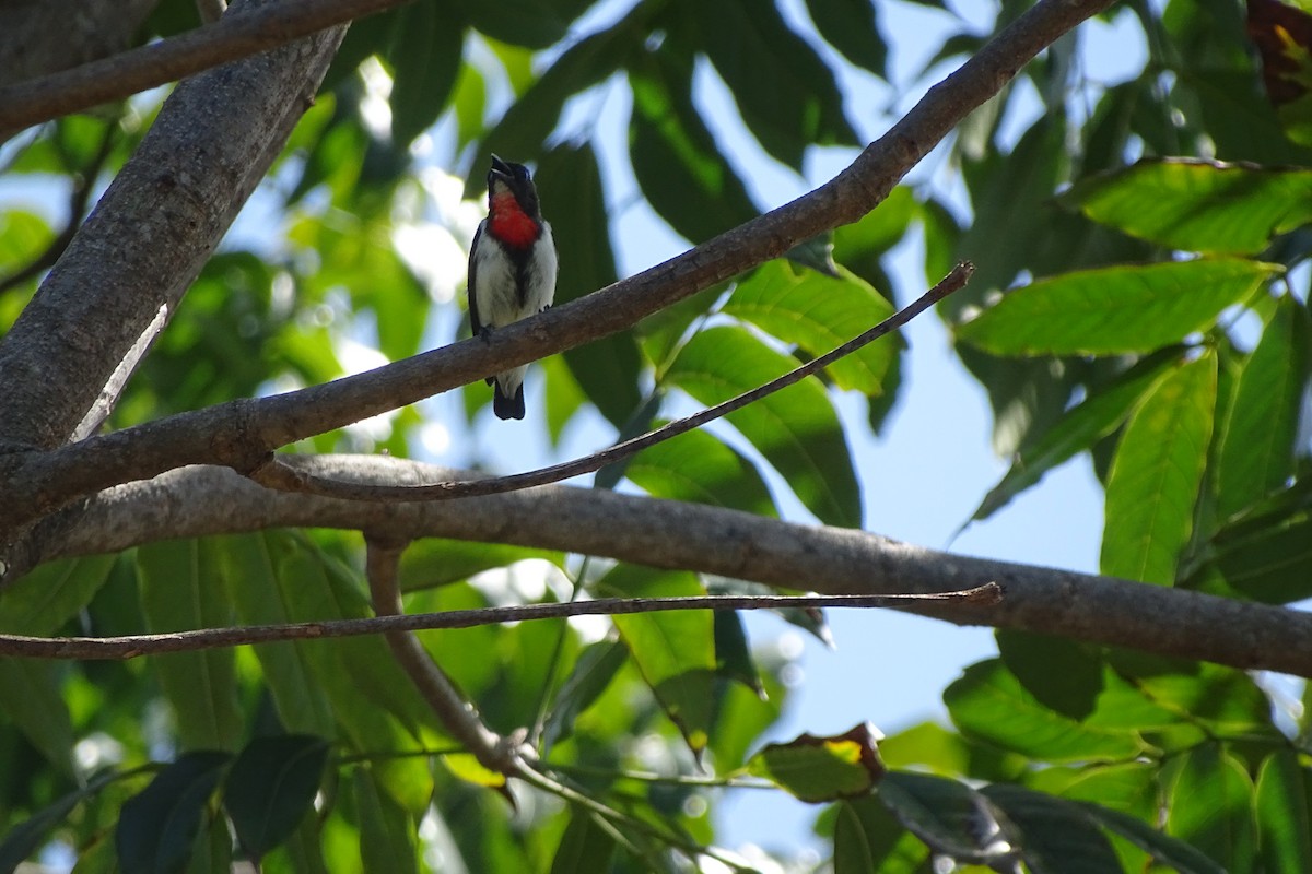 Red-chested Flowerpecker - ML115598031