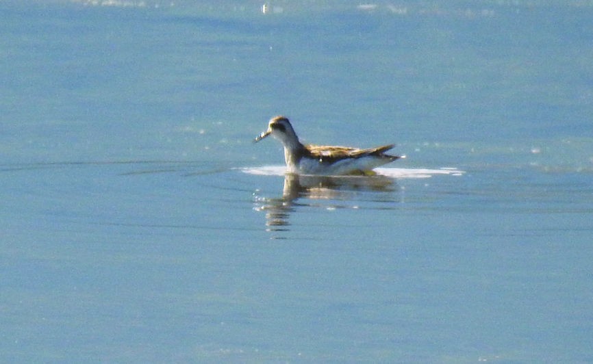 Red-necked Phalarope - Bobby Dailey