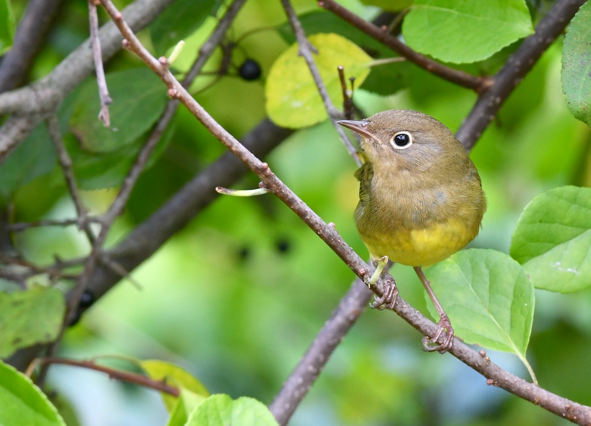 Connecticut Warbler - Timothy Spahr