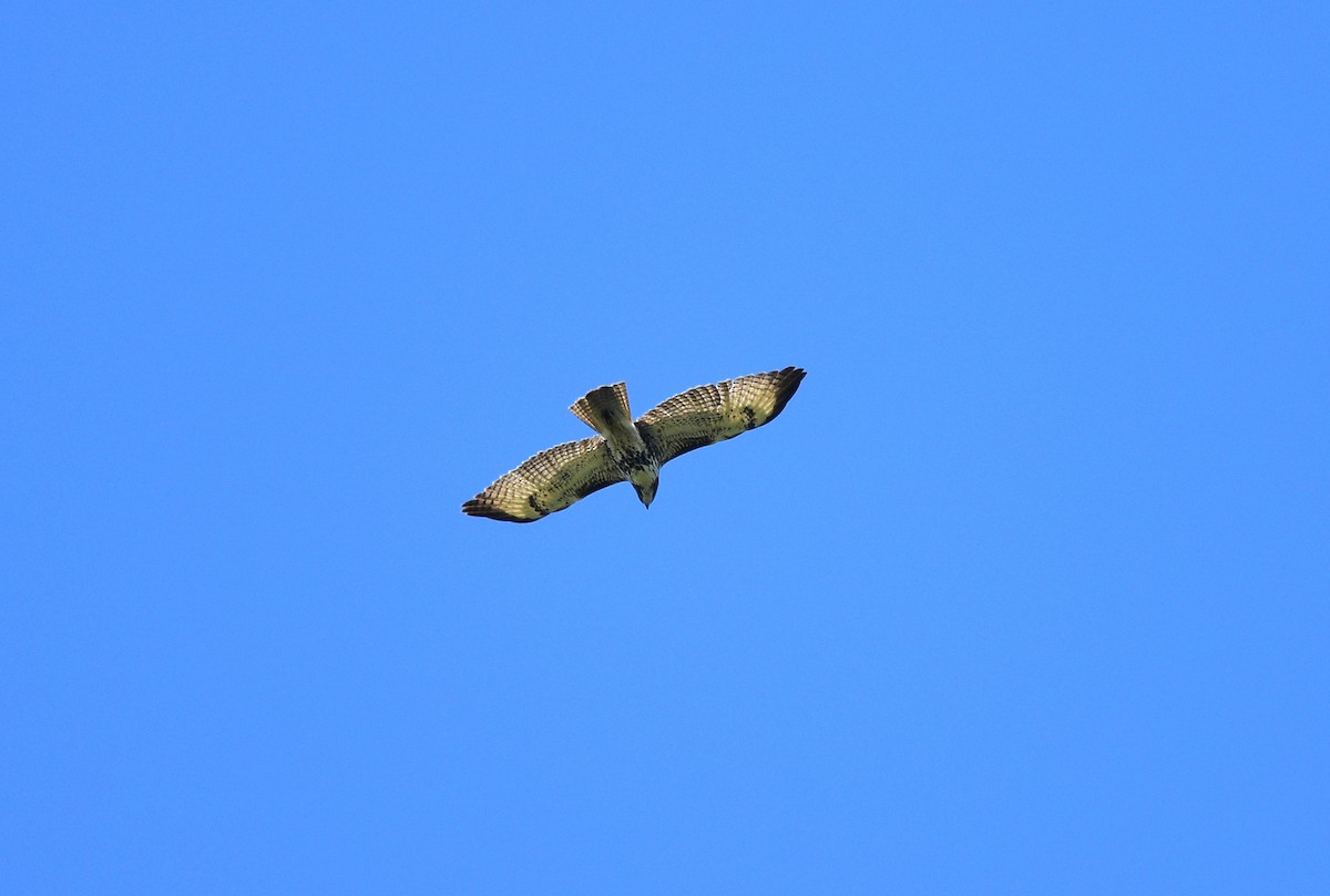 Red-tailed Hawk - JoAnna Clayton