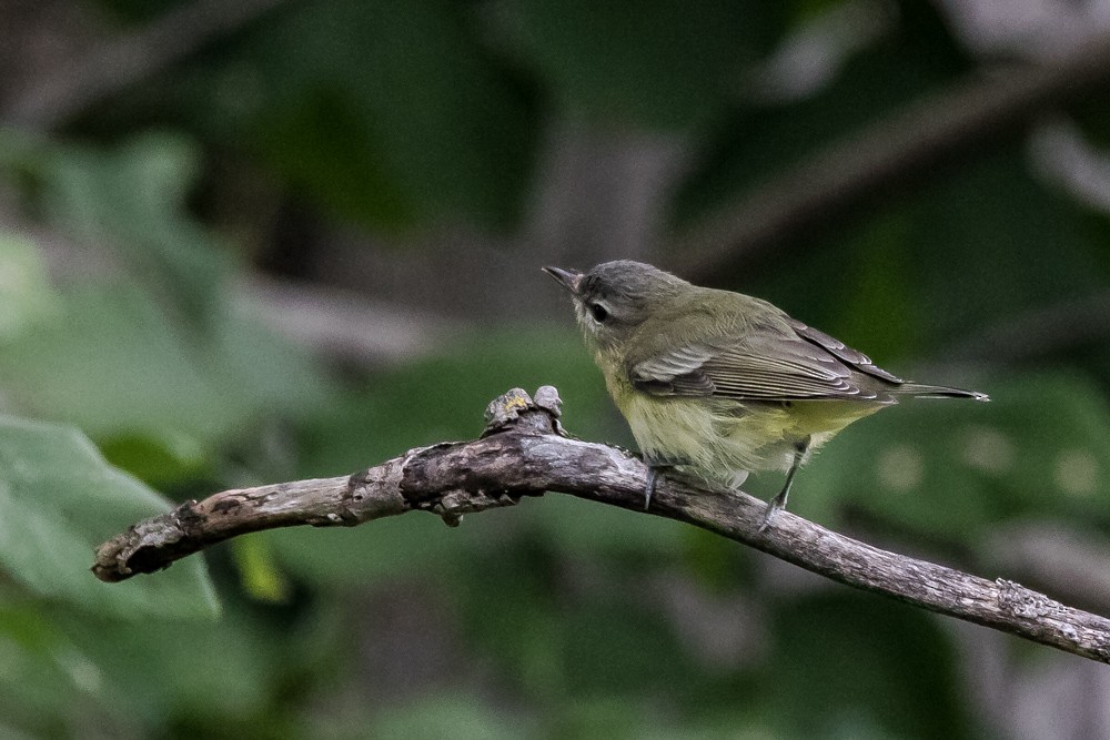 Philadelphia Vireo - ML115600741