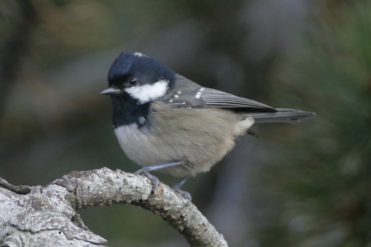 Coal Tit (Cyprus) - ML115600921