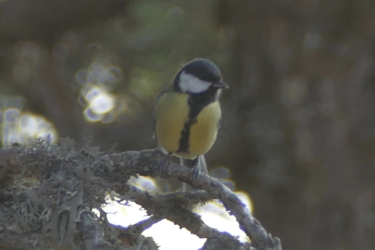 Great Tit - ML115601131