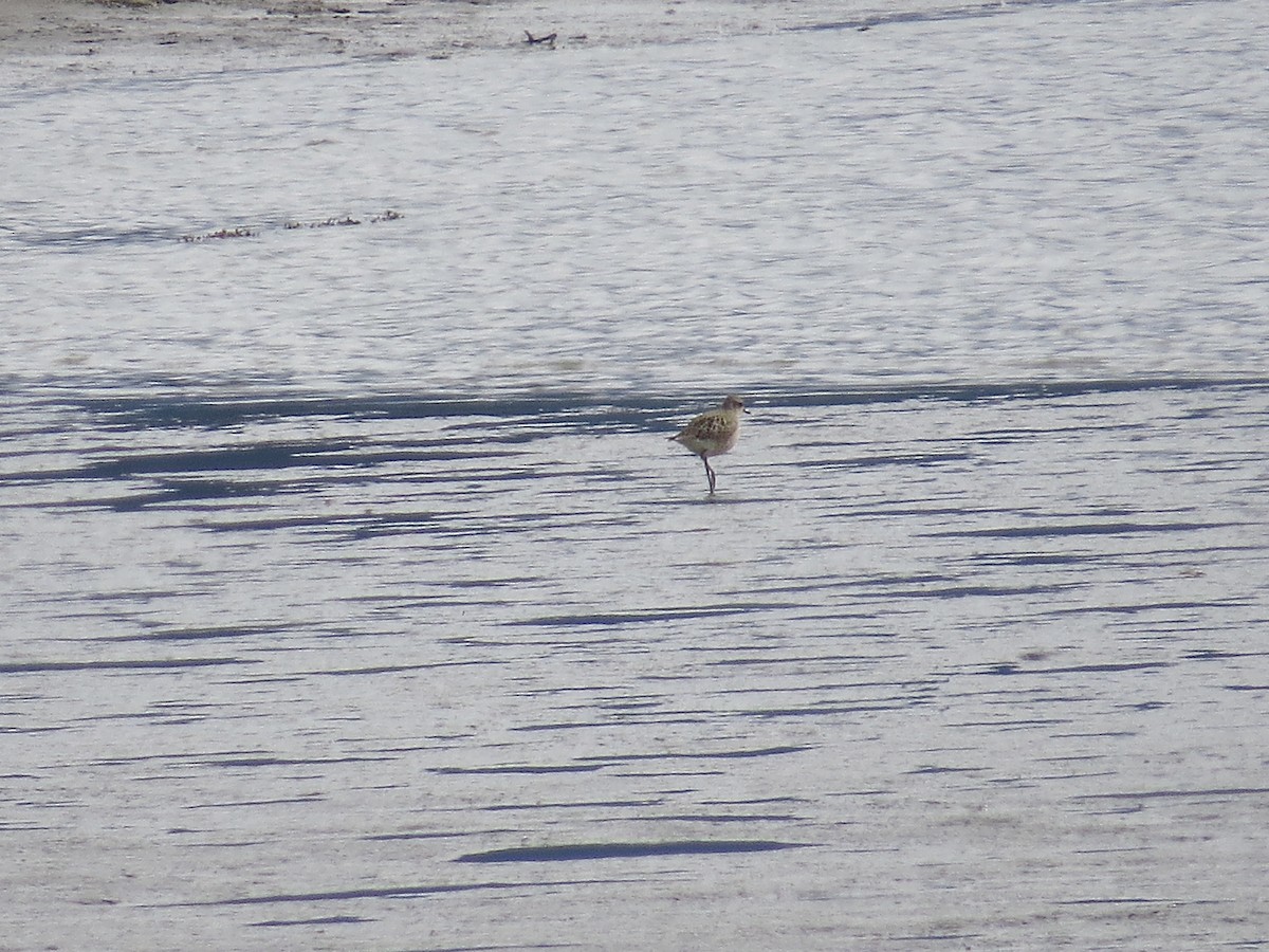 American Golden-Plover - ML115603201