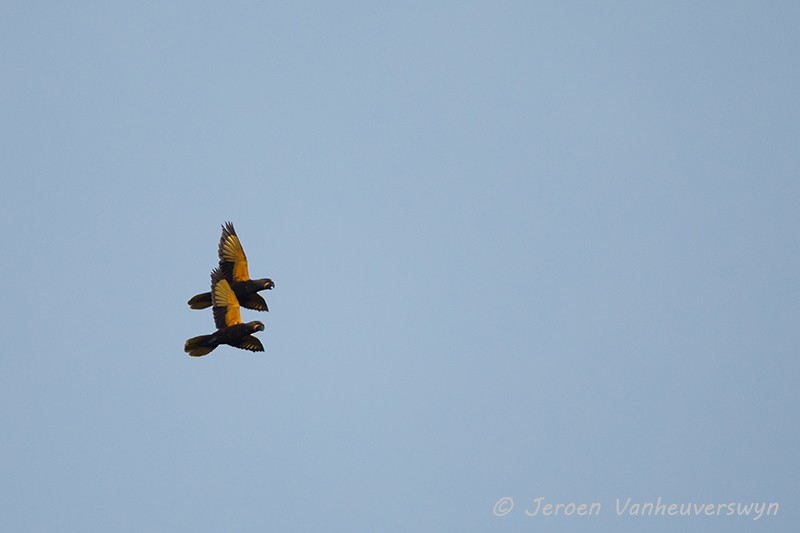Brown Lory - ML115603771
