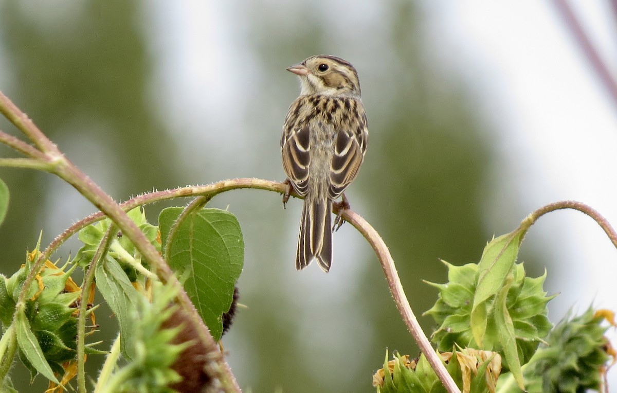 Clay-colored Sparrow - ML115604101