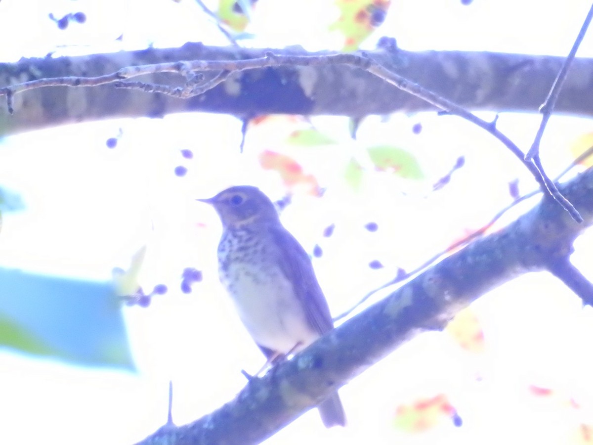 Swainson's Thrush - ML115604191