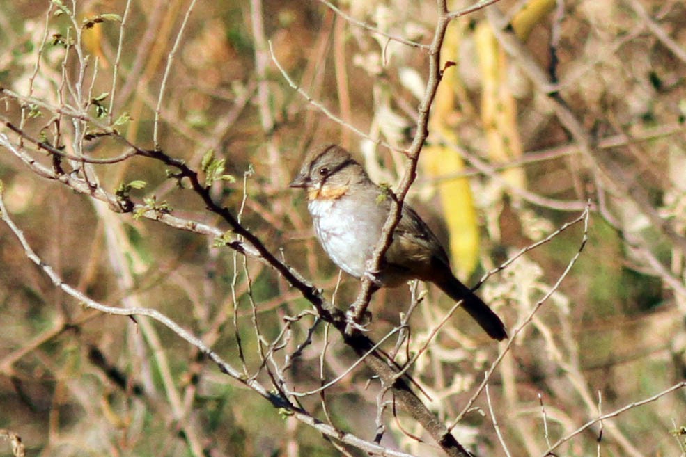 White-throated Towhee - ML115604331