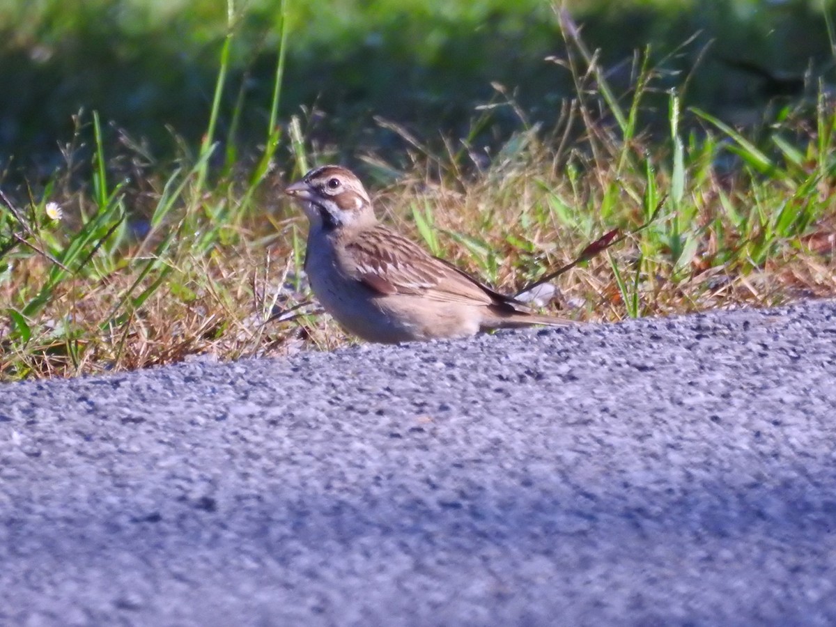 Lark Sparrow - ML115604341