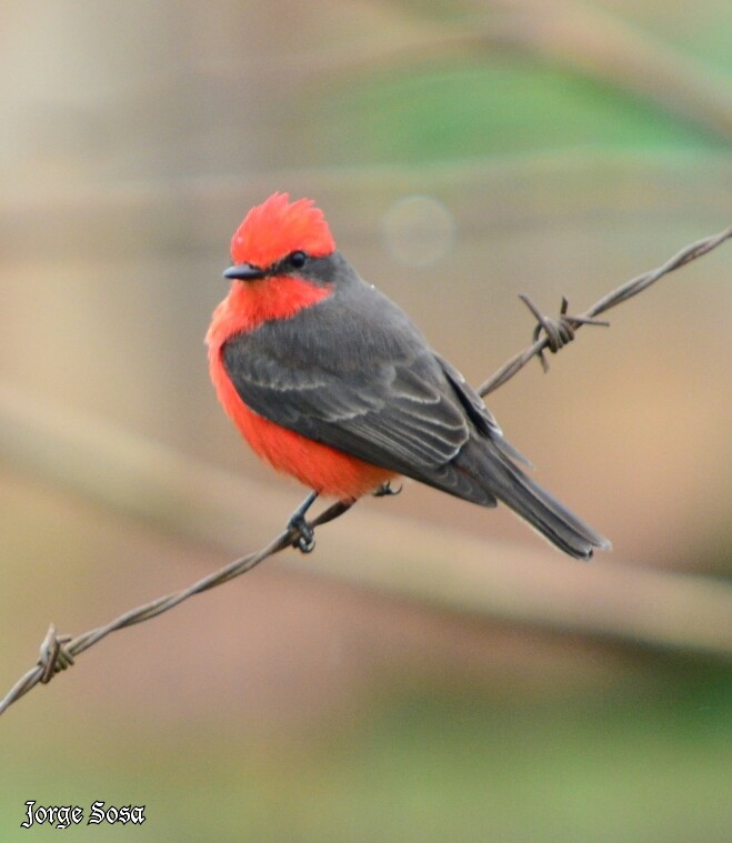 Vermilion Flycatcher - ML115604981