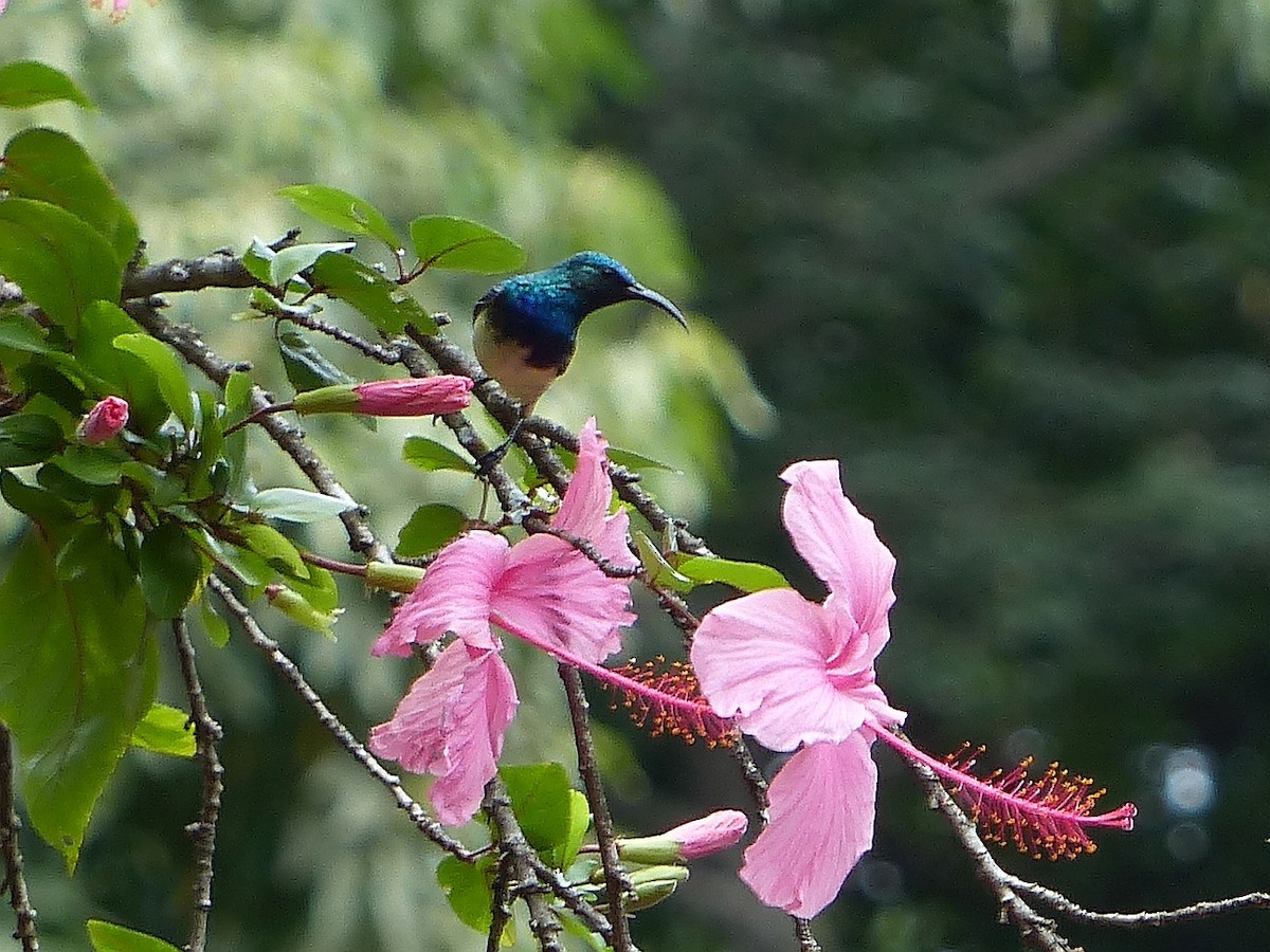 Southern Double-collared Sunbird - ML115605781