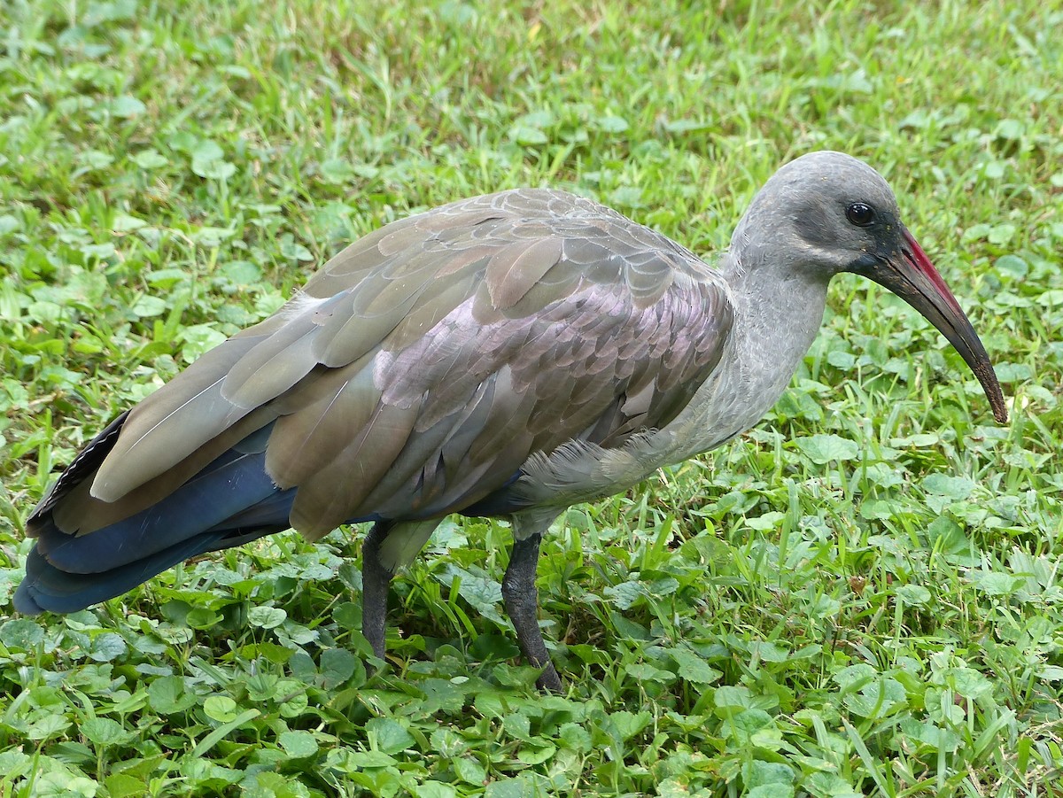 ibis hagedaš - ML115605921