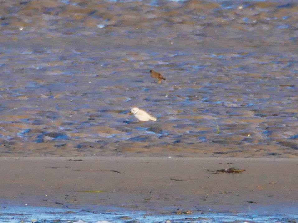 Piping Plover - ML115608721