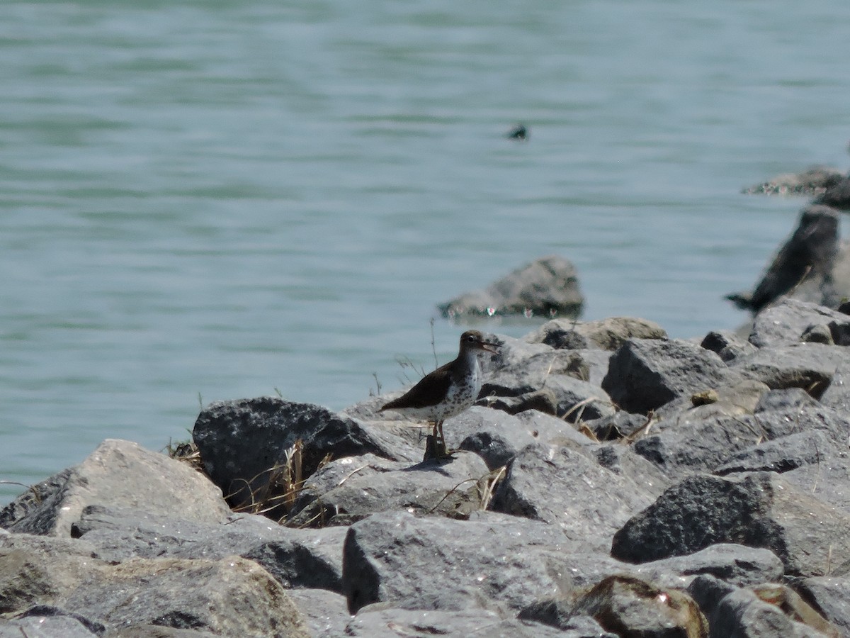 Spotted Sandpiper - ML115608771