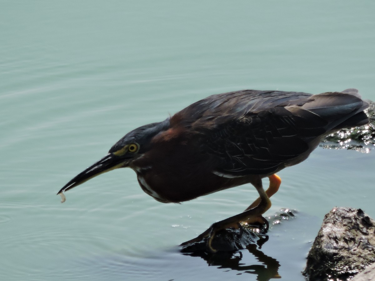 Green Heron - ML115609091