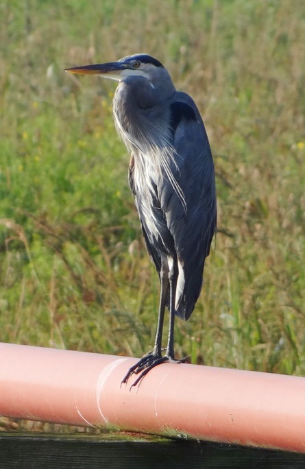 Great Blue Heron - ML115611781