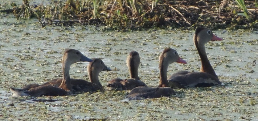 Black-bellied Whistling-Duck - ML115612691