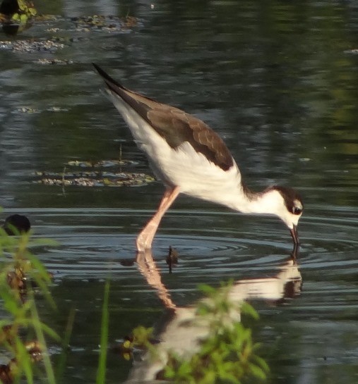 Black-necked Stilt - ML115612771