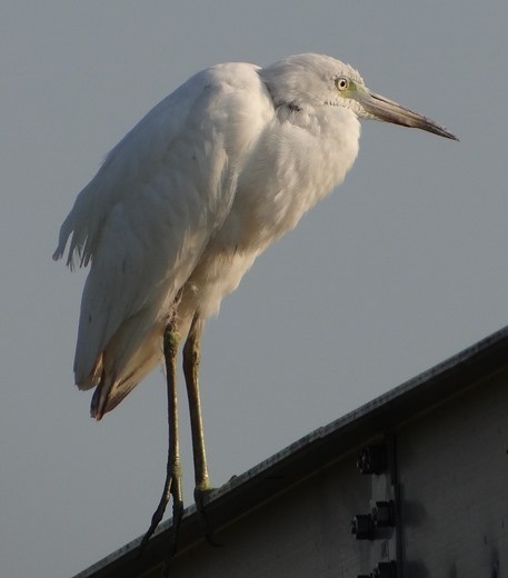 Little Blue Heron - ML115612811