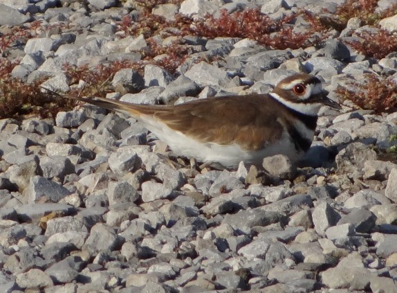 Killdeer - ML115612871