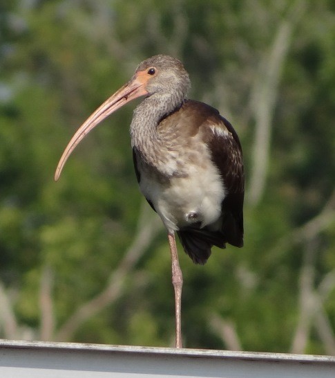 White Ibis - ML115612931