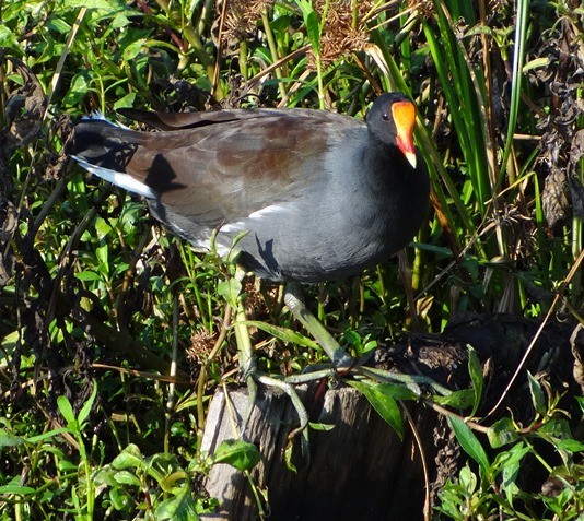 Common Gallinule - ML115613391