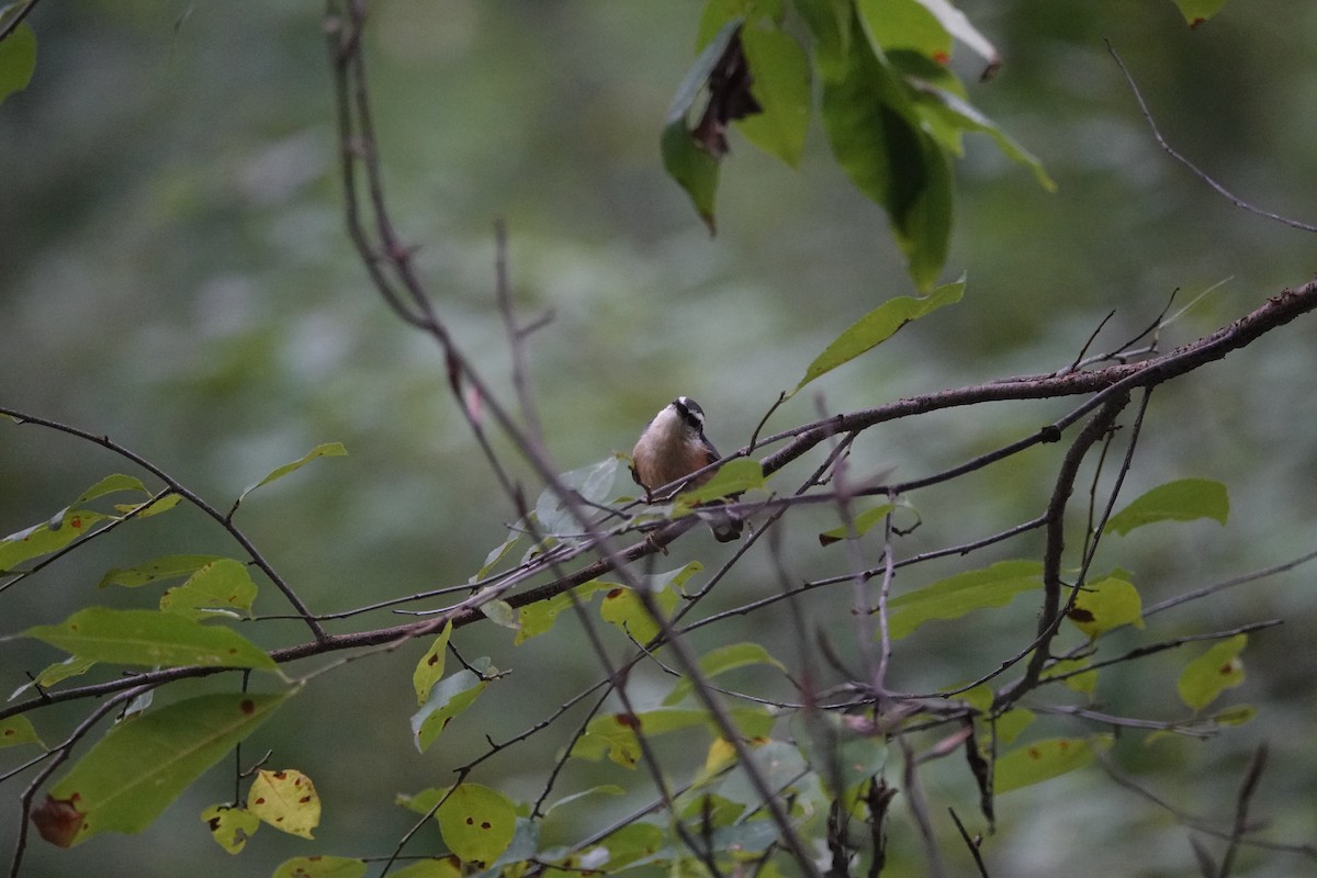 Red-breasted Nuthatch - ML115614111
