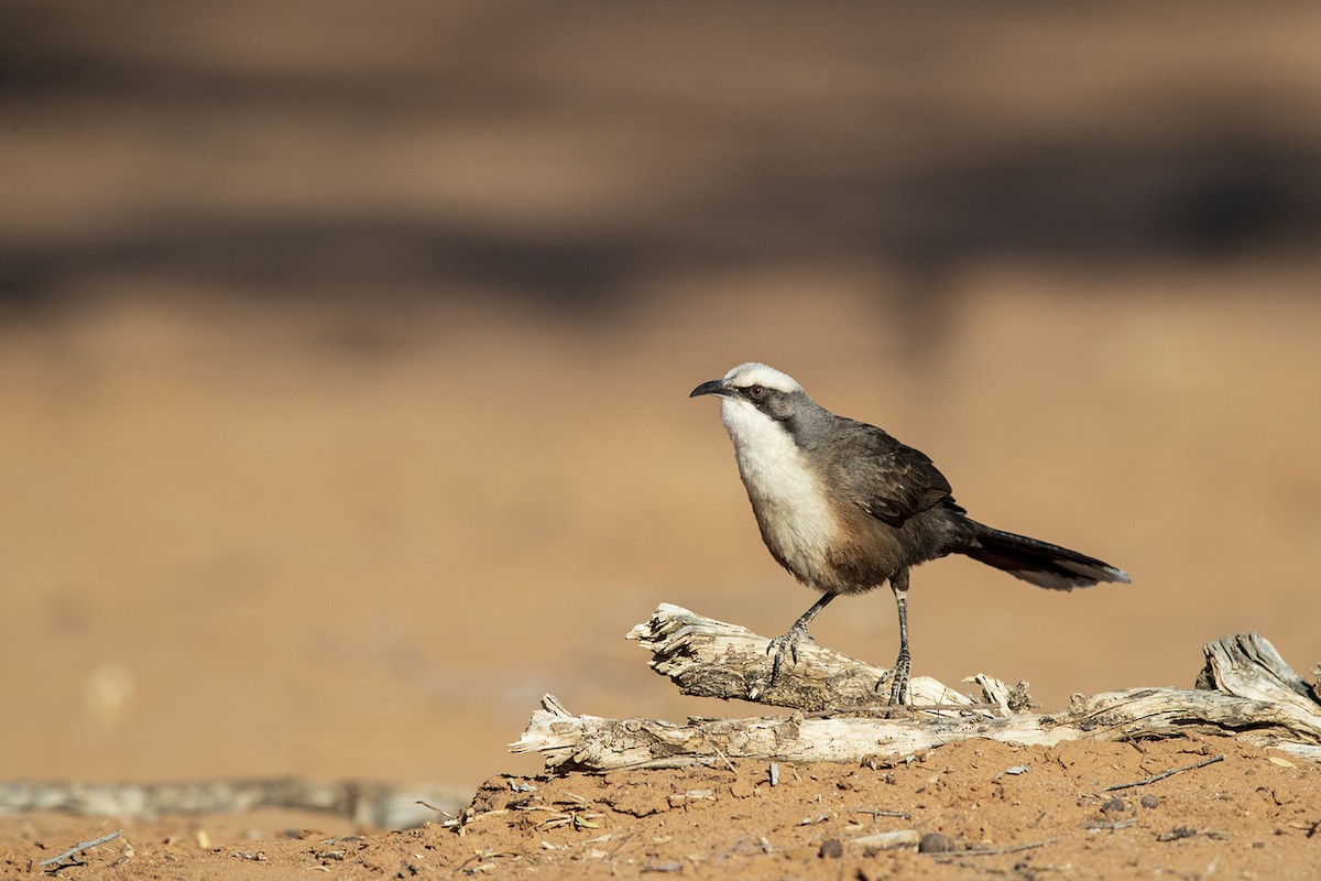 gråkronelarmtrost - ML115615851