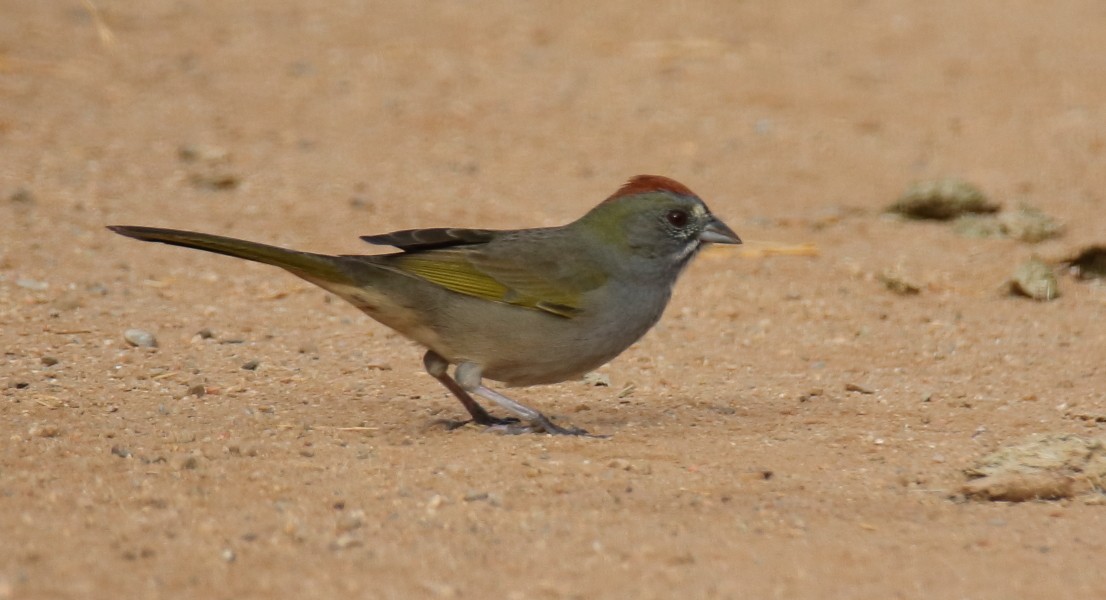 Green-tailed Towhee - ML115615891