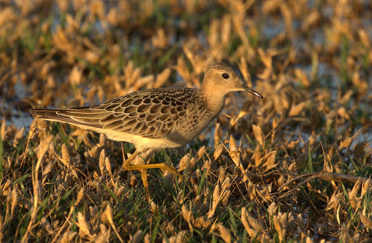Buff-breasted Sandpiper - Curtis Marantz