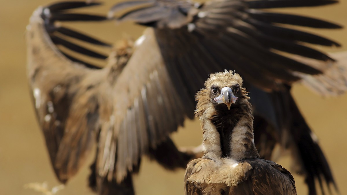 Cinereous Vulture - ML115618151